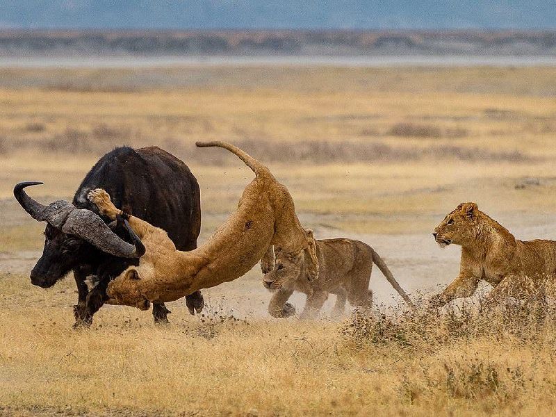 на буйвола африканские львы охота